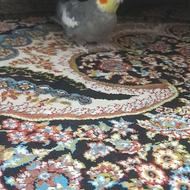 طوطی عروس نر