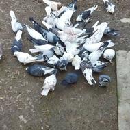 کبوتر پرشیی