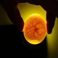 تخم غاز نطفه دار