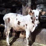 6تا گوساله نر