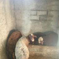 گوسفند جوان دوقلوزا