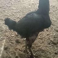 مرغ لاری اصیل نژاد دار