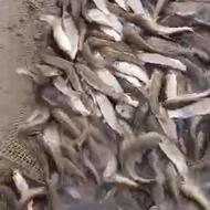 بچه ماهی کپور