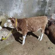 گوساله ماده اصل هرفورد شیری ناب درجه یک