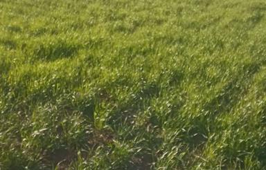 اجاره زمین دیم