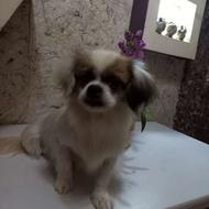 پیکنوا ماده3ساله آموزش دیده باسابقه زایمان موفق