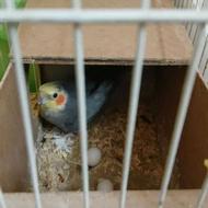 جفت مولد سیامون و آهویی با دوتا جوجه 10 روزه