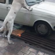 واگذاری توله سگ سرابی 8ماهه نگهبان