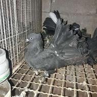 کبوتر انگلیسی