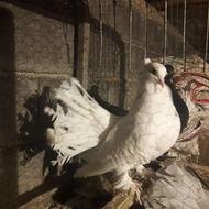 کبوتر انگلیسی