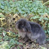 خرگوش لوپ و ساده فروشی