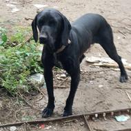 سگ شکاری آلمانی واگذاری