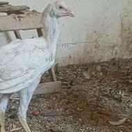 آگهی دقت کنید تعدادی جوجه لاری اصل افغان