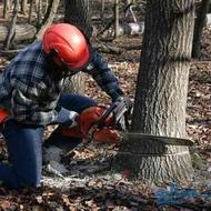 خرید درخت و چوب ، قطع درخت