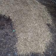 کودگوسفندی