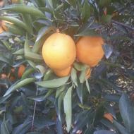 پرتقال تامسون درجه یک نوشهر