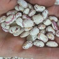 فروش لوبیا چیتی اعلاء