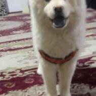 سگ نژاد چاوچاو واگذاری