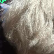 فوری فوری ،رایگان ، دو مدل کوتاهی مو ی زنانه نیازه با هدیه