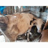 گاو اولین شکم مادرش 30کیلو شیربود