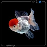 آکواریوم رخ دریا