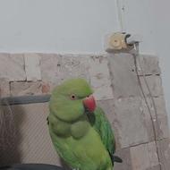 فروش طوطی ملنگو