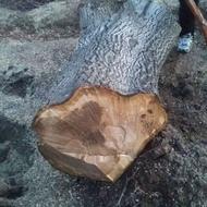 فروش کنده درخت گردو جهت استفاده کباب پزی