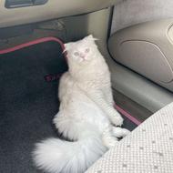 گربه اسکاتیش