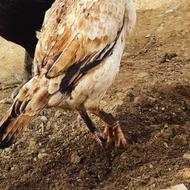 ماکیان سندی اصل