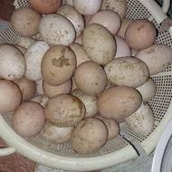 فروش تخم مرغ محلی