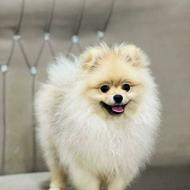 یک عددپامرخرسی عروسکی واگذاری