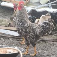 خروس پلیموت