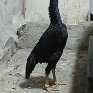 مرغ لاری مشگی،مرغ اوشامو