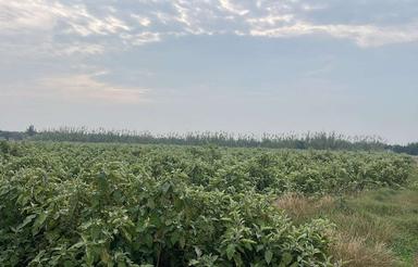 فروش زمین کشاورزی 30000 متر در مرکز شهر