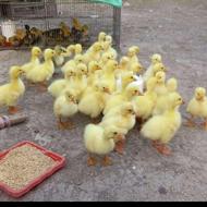 تخم غاز نطفه دار درصد بالا