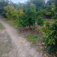 فروش فوری باغ مرکبات 7هکتار