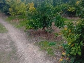 فروش فوری باغ مرکبات 7هکتار