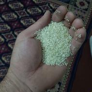 نیم دانه فجر