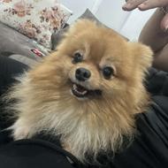 پامر 2ساله هست واگذاری