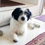 شیتزو ترییر واگذاری