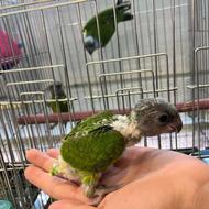 طوطی سرلاکی سنگال