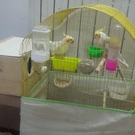 فروش عروس هلندی.