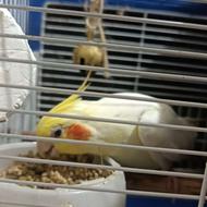 عروس هلندی نر