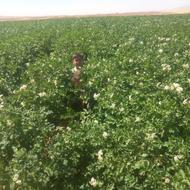 سیب زمینی بذری