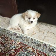 واگذاری سگ نژاد پامر اشپیتز