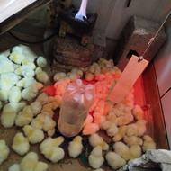 جوجه گوشتی نژاد راس