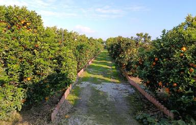 فروش ویلا باغ با کلیه انشعابات و پروانه ساخت