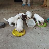 وواگذاری توله سگ