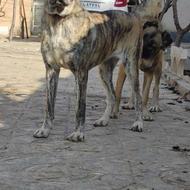 واگذارماده سرابی اصیل