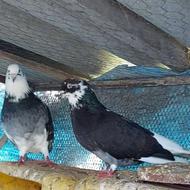 یک جفت کبوتر